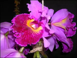 Orchidea, Fiolet