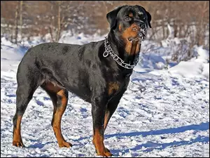 Rottweiler, Śnieg, Obroża