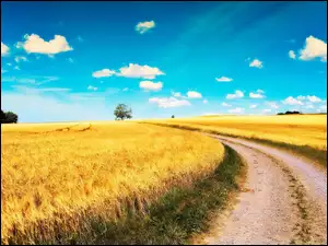 Zboże, Droga, Pole