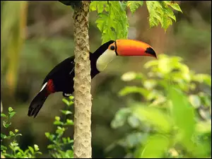 Tukan