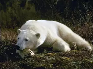Polarny, Biały, Niedźwiedź