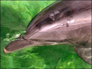 Woda, Delfin, Zielona