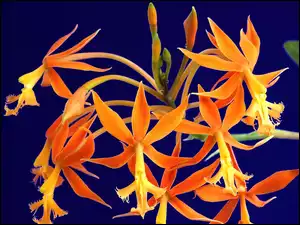 Orchidea, Tropikalna