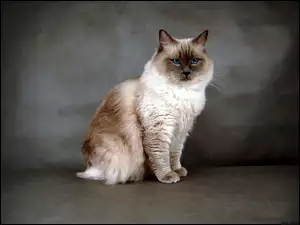 Ragdoll, Przytulanka