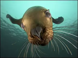 Głębina, Foczka, Wodna, Młoda