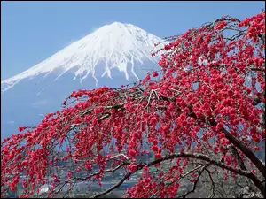Fuji, Japonia