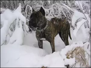 Zima, Perro de Presa Canario, Śnieg