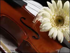 Instrument, Gerbera, Muzyczny, Nuty