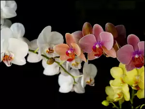 Kolorowa, Orchidea