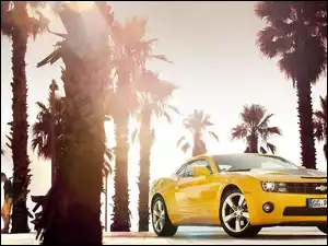 Żółty, Chevrolet Camaro