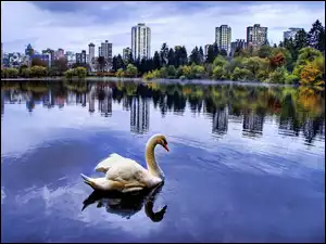 Łabędź, Jezioro, Wieżowce