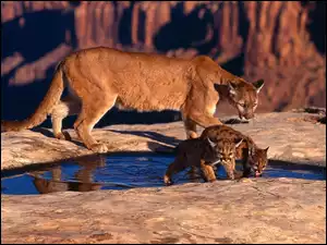 Trzy, Puma, Dzikie, Koty