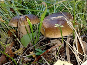 Prawdziwki, Leśne, Trawa, Runo