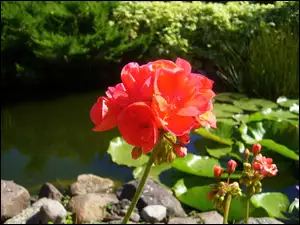 Sadzawka, Pelargonia, Czerwona
