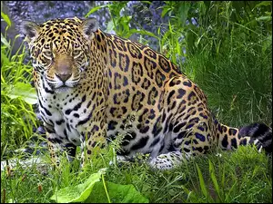Jaguar, Trawa
