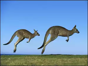 Kangury, Australia