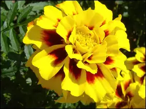 Tagetes patula