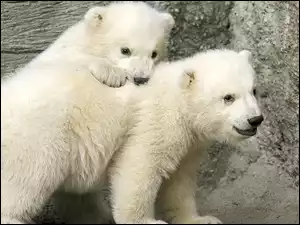 Polarne, Dwa, Misie