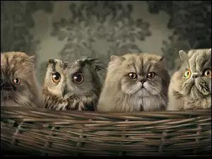 Wiklinowy, Koty perskie, Kosz, Sowa