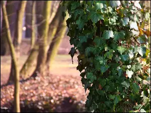 Bluszczem, Drzewo, Porośnięte