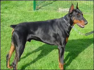 Doberman, Smycz, Trawa, Obroża