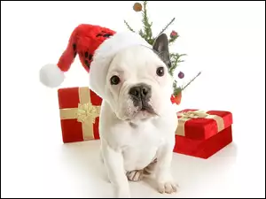 Mikołaja, Buldog Francuski, Prezenty, Święta, Czapka