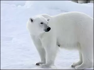 Polarny, Biały, Niedźwiedź