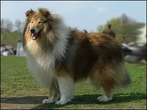 Długowłosy, Collie