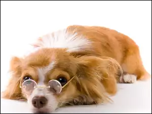 Pies, Okulary