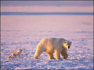 Polarny, Niedźwiedź, Lis