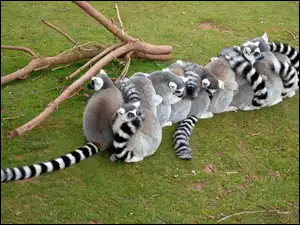 Konary, Lemurów, Drzewa, Stadko