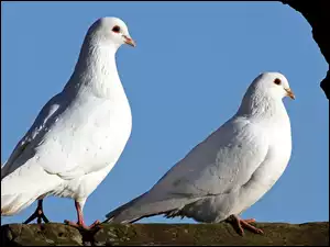 Niebo, Gołębie, Dwa, Białe