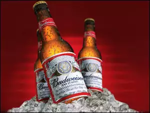 Budweiser, Piwo