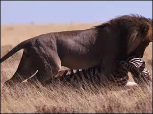 Atak, Lew, Zebra