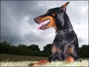 Język, Doberman, Kolczatka