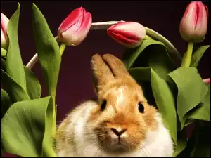 Tulipany, Wielkanocny, Królik