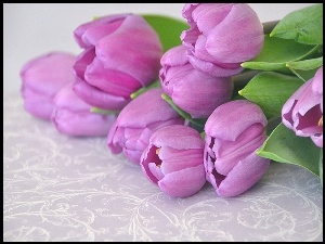 Bukiet, Fioletowe, Tulipany