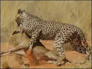 Atakujący, Polowanie, Gepard, Antylopa