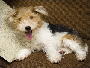 Łaciaty, Poduszeczka, Kudłaty, Terrier
