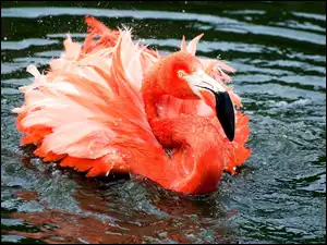 Flaming, Woda, Różowy