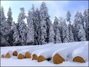 Drzewa, Zima, Ośnieżone