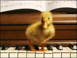 Nuty, Kaczuszka, Pianino