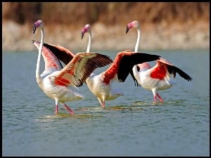 Woda, Trzy, Flamingi