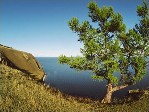 Wzgórza, Morze, Drzewo