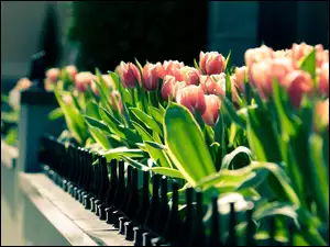 Różowe, Tulipany