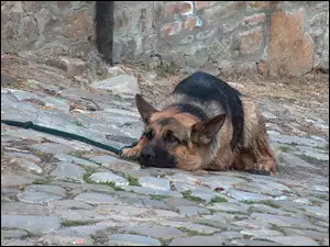 Stróż, Pies, Owczarek