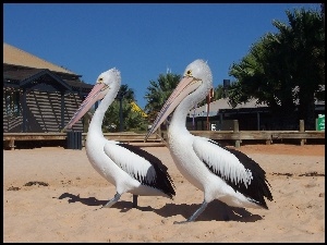 Dwa, Pelikany