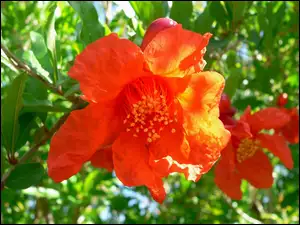 Punica, Granatu, Granatum, Kwiat