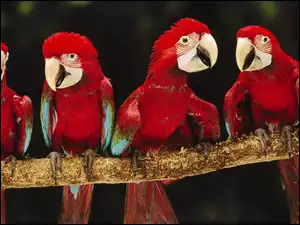 Drzewo, Cztery, Papugi