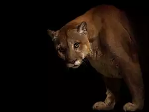 Puma, Ciemność
